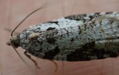 Acleris gloveranus