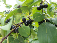 Rhamnus