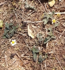 Tridax procumbens