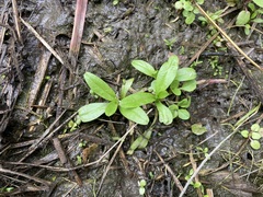 Myosotis laxa