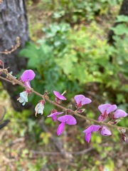 Desmodium incanum