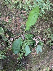 Ixeridium laevigatum