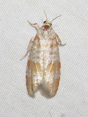 Retinia sabiniana