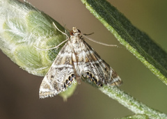 Petrophila confusalis