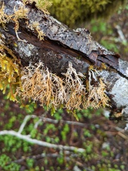 Sphaerophorus venerabilis