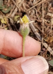 Tridax procumbens