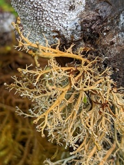 Sphaerophorus venerabilis