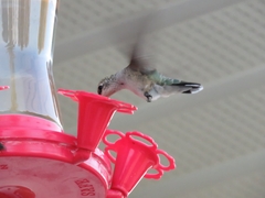 Archilochus alexandri