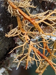 Opegrapha sphaerophoricola