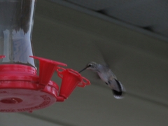 Archilochus alexandri