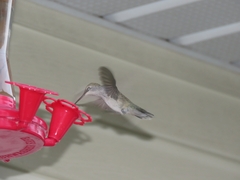 Archilochus alexandri