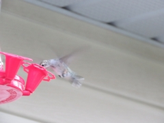 Archilochus alexandri