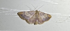 Idaea demissaria