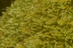 Homalothecium fulgescens