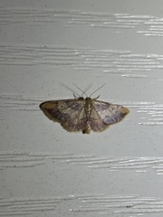 Idaea demissaria