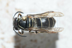Vespula flaviceps