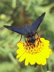 Cyananthrax cyanopterus