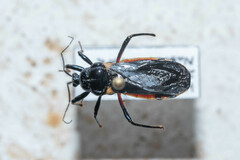Ectrychotes andreae