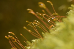 Homalothecium fulgescens