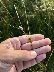 Carex oligosperma