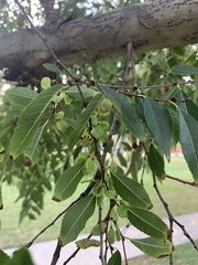 Ulmus parvifolia