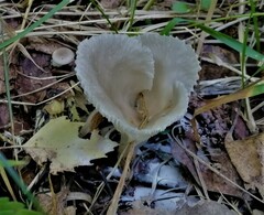 Ampulloclitocybe clavipes