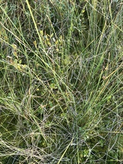Carex oligosperma