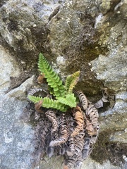 Polystichum lonchitis