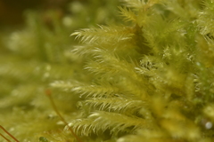 Homalothecium fulgescens