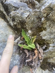 Polystichum lonchitis