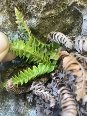 Polystichum lonchitis