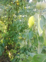 Pyrus communis