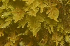 Stereodon subimponens