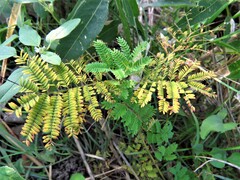 Desmanthus illinoensis