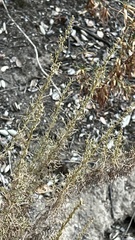 Artemisia californica