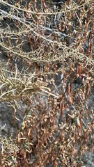 Artemisia californica