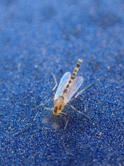 Chironomoidea