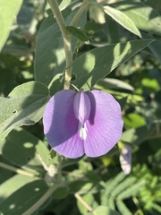 Centrosema virginianum