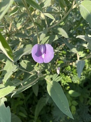 Centrosema virginianum