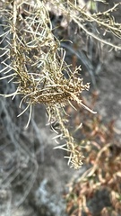 Artemisia californica