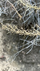 Artemisia californica