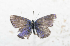 Plebejus
