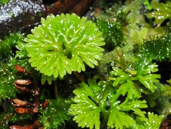 Hymenophyton flabellatum