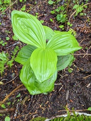 Veratrum viride