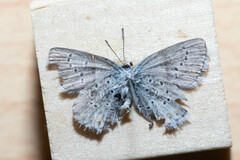 Plebejus