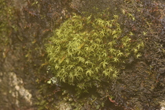 Tortella tortuosa