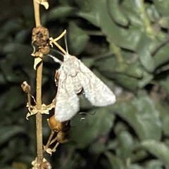 Lacinipolia