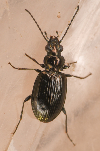 Bembidion haruspex thumbnail