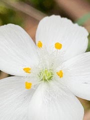 Drosera planchonii