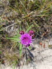 Liatris scariosa